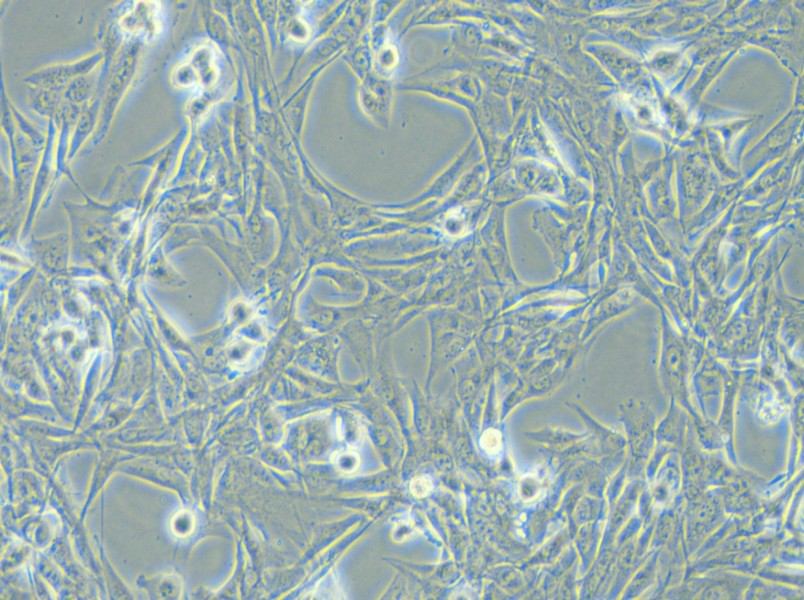 NCI-H1975 Cell Complete Medium - small - 4