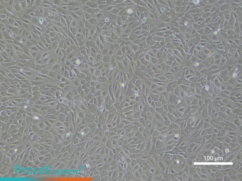 Human Small Intestinal Mucosal Epithelial Cell Complete Medium - 1