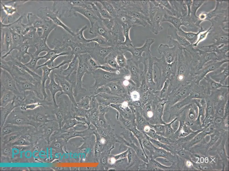 OK Cell Complete Medium - small - 5