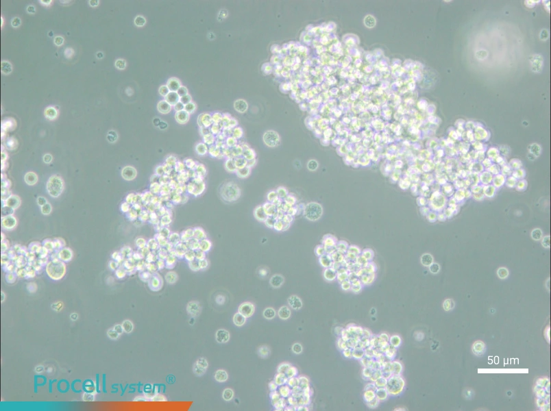 MMQ Cell Complete Medium - small - 5