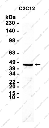 Recombinant DARC Monoclonal Antibody - 1