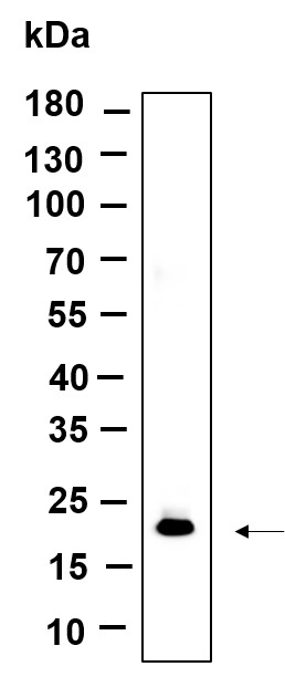 Recombinant Histone H3 (Di Methyl Lys79) Monoclonal Antibody-searchlist-1