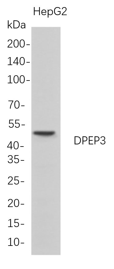 Recombinant DPEP3 Monoclonal Antibody-searchlist-1