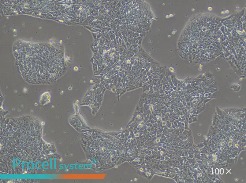 LCLC-97TM1 Cell Complete Medium - 1