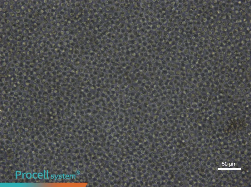 Ba/F3 Cell Complete Medium - 5