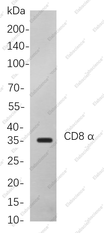 Recombinant CD8 α Monoclonal Antibody - 1