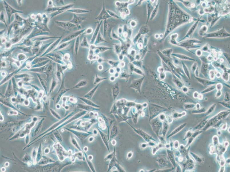 NCI-H1993 Cell Complete Medium - 5