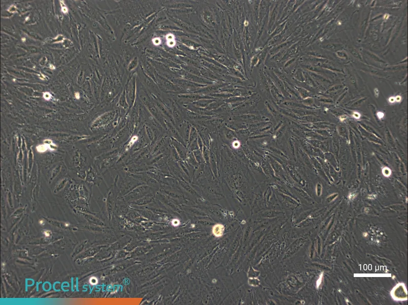 NCI-H2030NCI-H2030 - 2