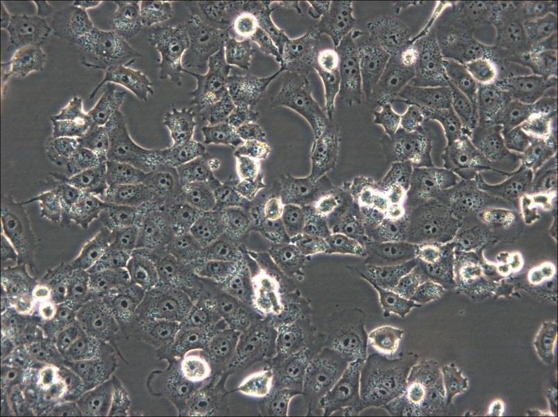 NCI-H1299 Cell Complete Medium - small - 6