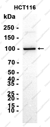 Recombinant Phospho-Nrf2 (Ser40) Monoclonal Antibody - 2