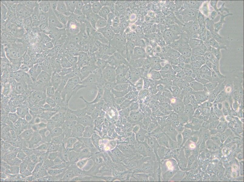 TE-10 Cell Complete Medium - small - 4