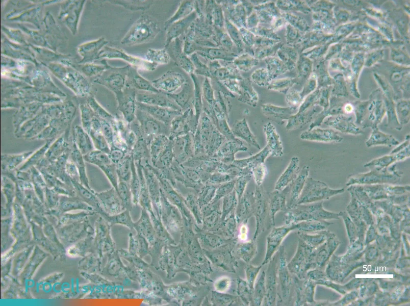 NCI-H647 - 4
