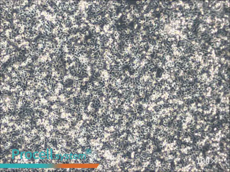 IHH-4 Cell Complete Medium - 3