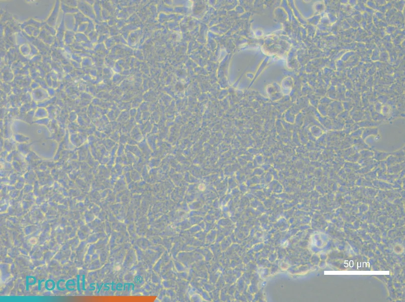 RD-ES Cell Complete MediumRD-ES Cell Complete Medium - 6