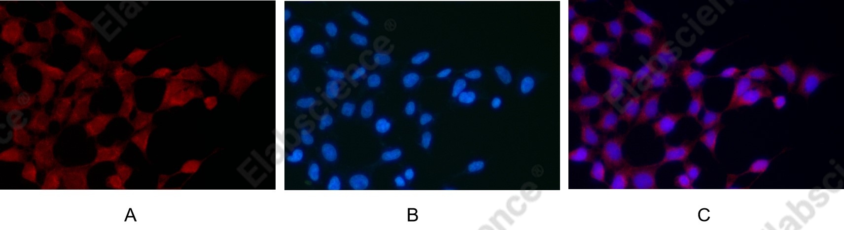 Recombinant DRP1 Monoclonal Antibody - 10