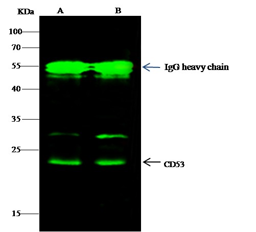 Recombinant CD53 Monoclonal Antibody - small - 2