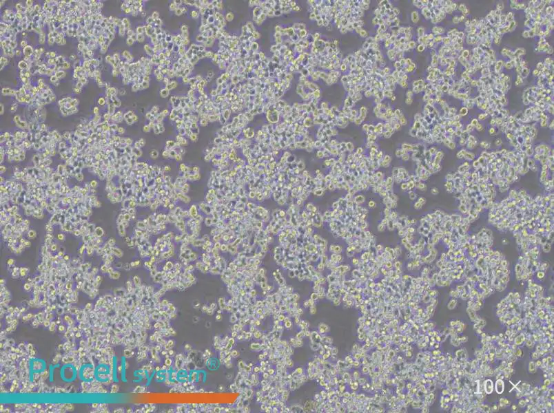 COLO 320DM Cell Complete Medium - 1