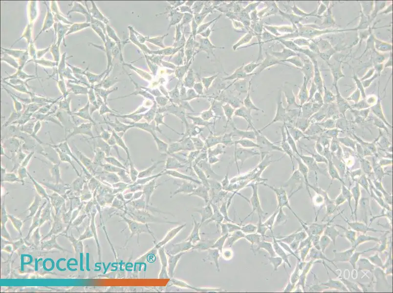 RG2[D74] Cell Complete Medium - 6