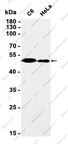Recombinant AAMP Monoclonal Antibody - 1