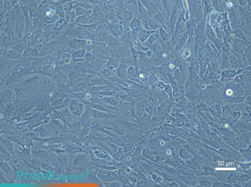 Rat Cerebral Artery Smooth Muscle Cell Complete Medium - 5