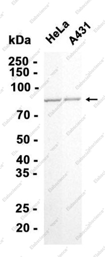 Recombinant Mitofilin Monoclonal Antibody - 1