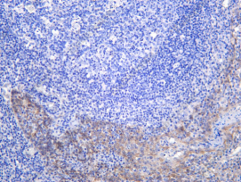 Recombinant ITA9 Monoclonal Antibody - 1
