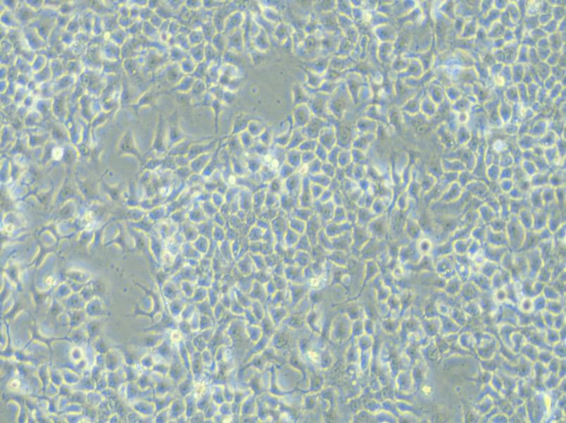 KYSE-180 Cell Complete Medium - 5