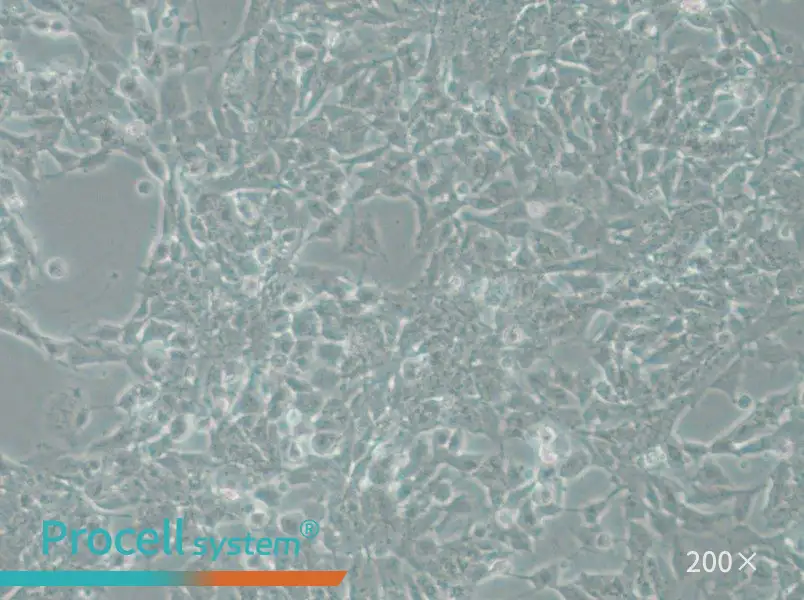 SK-N-DZ Cell Complete Medium - small - 4