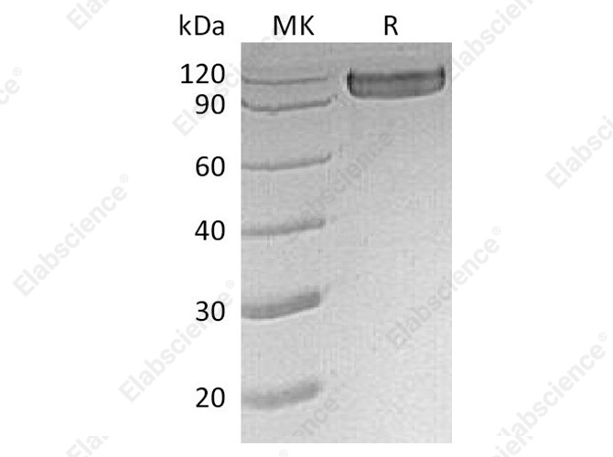 Recombinant Human CD30/TNFRSF8 Protein (Fc Tag) - 1