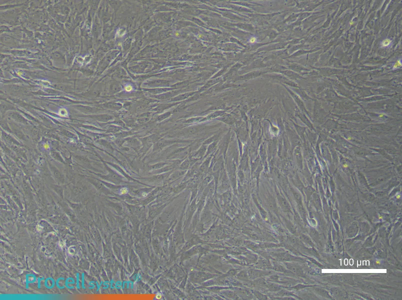 Rat Endosteal Mesenchymal Stem Cell Complete Medium - 3