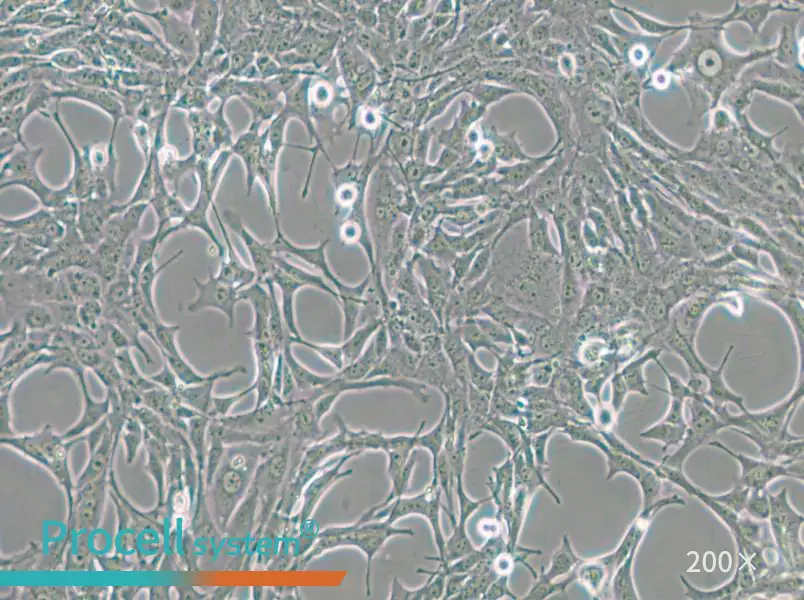 C8-D1A Cell Complete Medium - small - 5