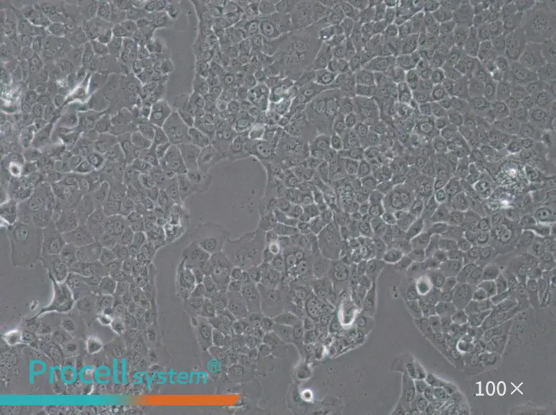 HT-3 Cell Complete MediumHT-3 Cell Complete Medium - 2