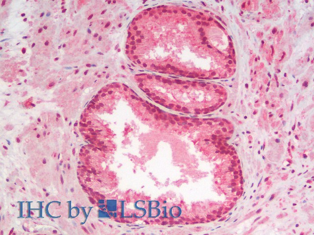 Purified Anti-Mouse CD16/32 Antibody[2.4G2]-产品推荐-5