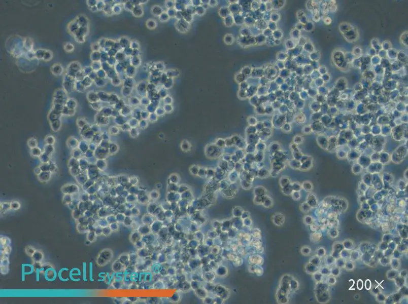 GH3 Cell Complete Medium - small - 5