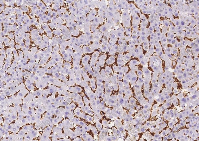 CD16b/FCGR3B Monoclonal Antibody - 1