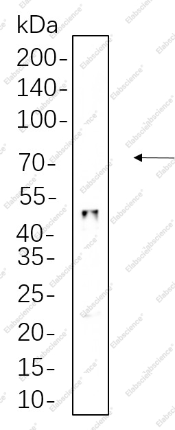 Recombinant HNF-3α Monoclonal Antibody - 1