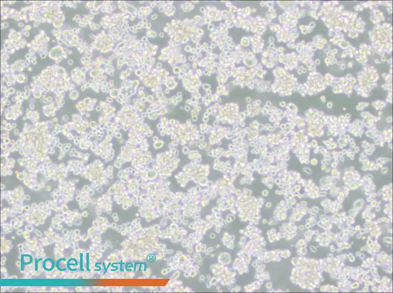 EB-3 Cell Complete Medium - 1