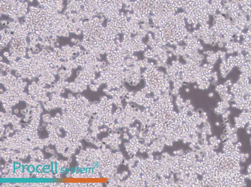 Y3-Ag 1.2.3 Cell Complete MediumY3-Ag 1.2.3 Cell Complete Medium - 2