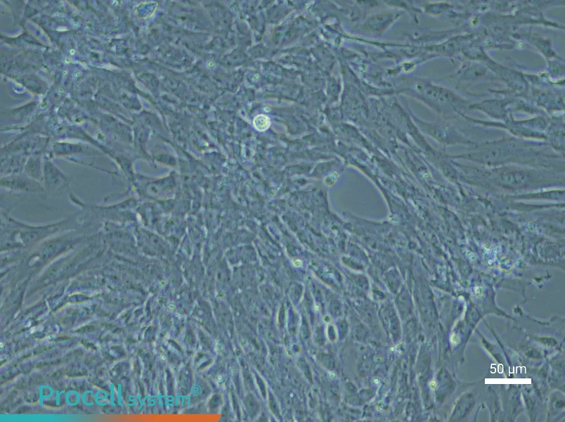 Mouse Esophageal Epithelial Cell Complete Medium - 4
