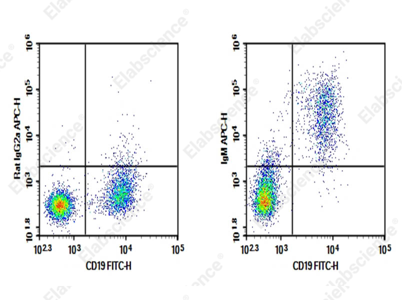 Purified Anti-Mouse IgM Antibody[RMM-1] - 1