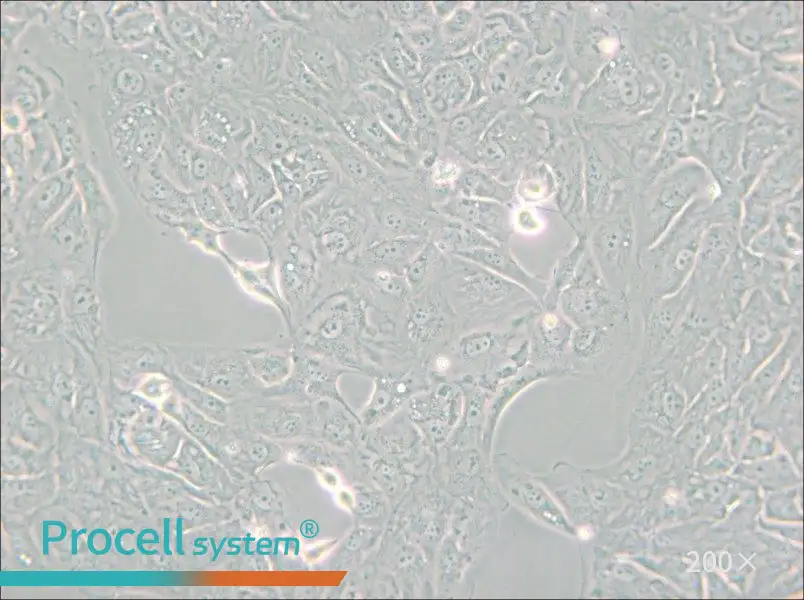 769-P Cell Complete Medium - small - 4