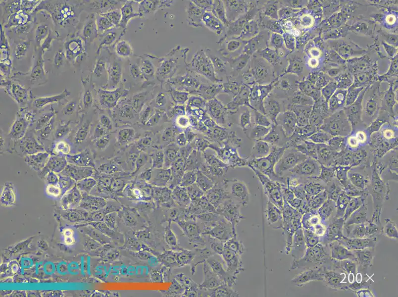 NCI-H292 Cell Complete Medium - small - 4