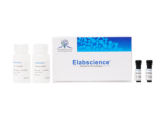Caspase 3/7 Activity Assay Kit(Colorimetric Method)