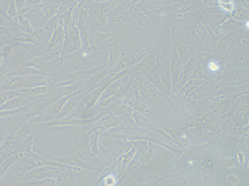 SNU-475 Cell Complete Medium - 10