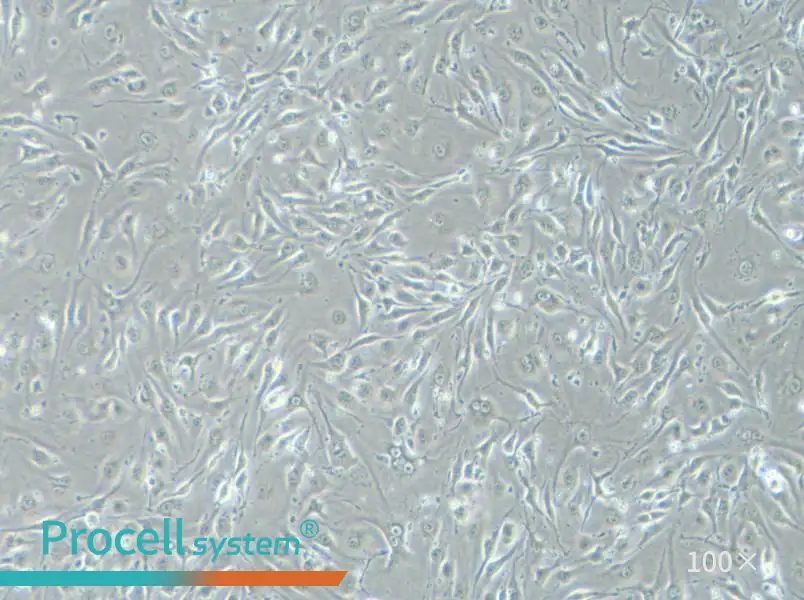 bEnd.3 [BEND3] Cell Complete Medium - 2