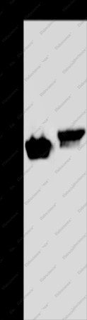 AVEN Polyclonal Antibody - 1