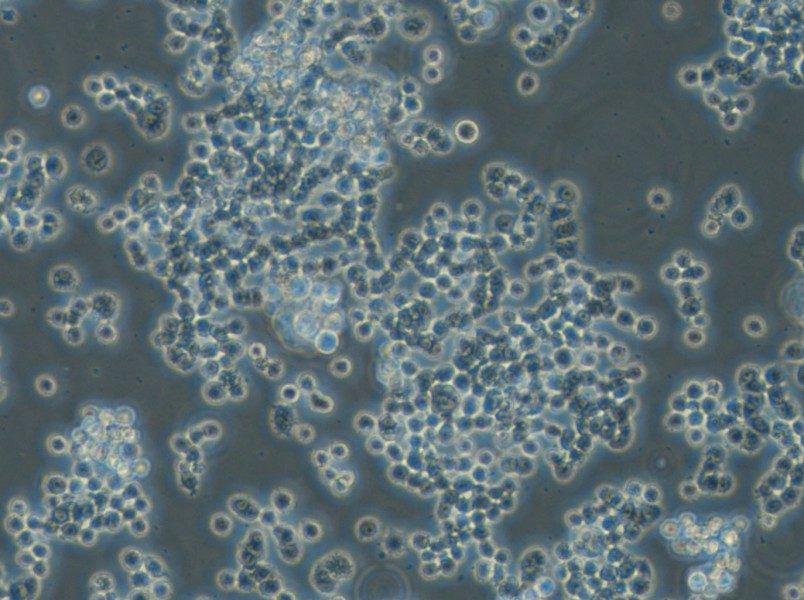 GH3 Cell Complete Medium - 4