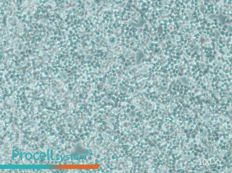 alpha TC1 clone 6 Cell Complete Mediumalpha TC1 clone 6 Cell Complete Medium - 2