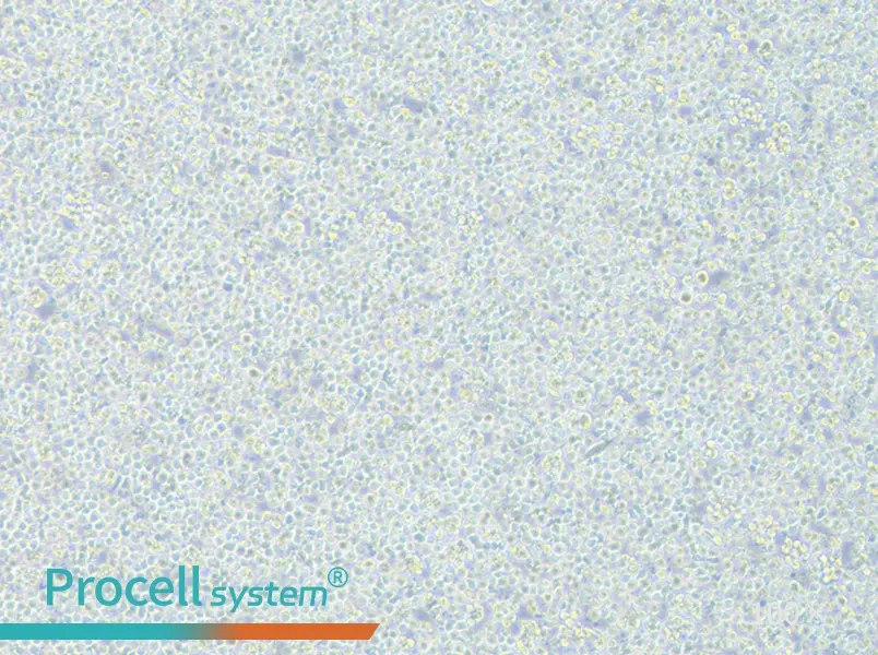 Jurkat clone A3[A3] Cell Complete Medium - 2