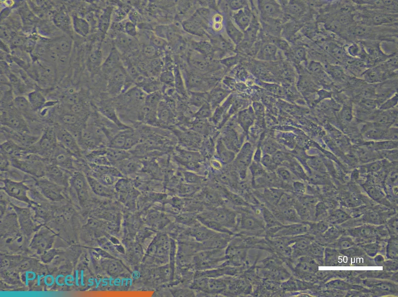 Mouse Skeletal Muscle Satellite Cell Complete Medium - small - 4
